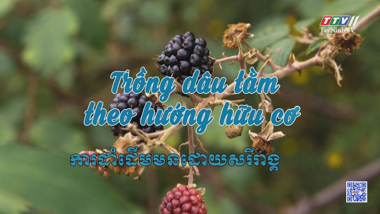 Trồng dâu tằm theo hướng hữu cơ | NÔNG NGHIỆP TÂY NINH | TayNinhTV